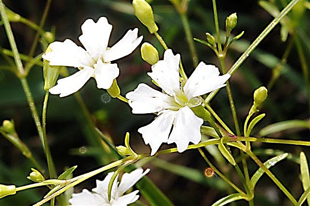 Silene pusilla